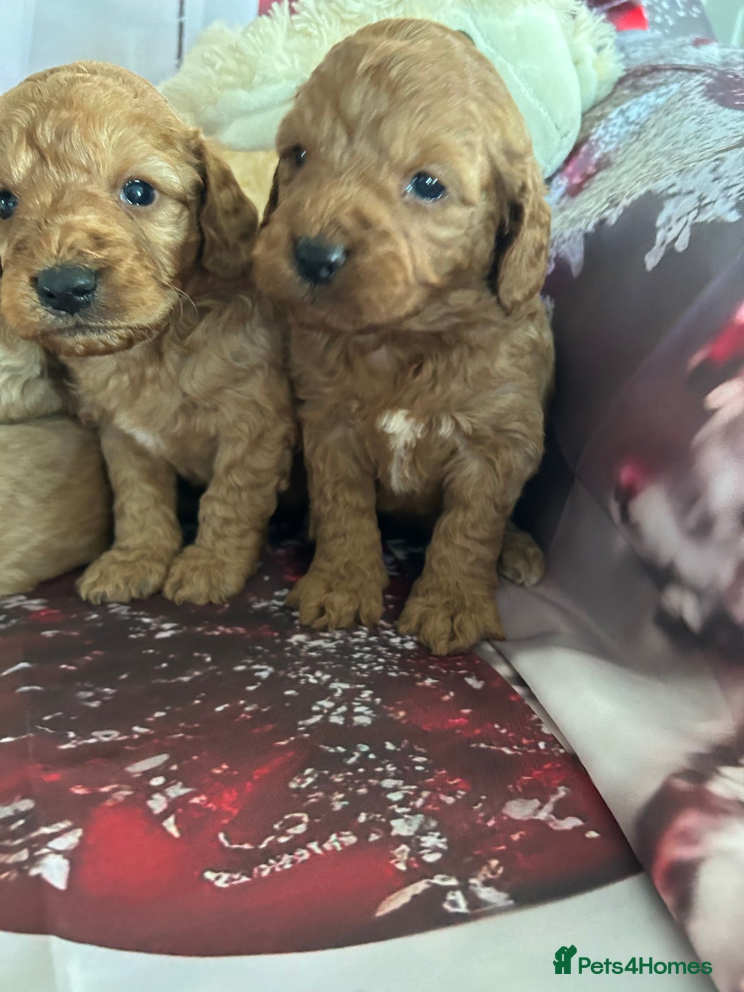 Cockapoo dogs for sale: Beautiful fox red and gold cockapoo puppies - Advert 1