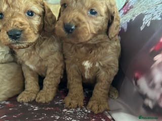 Cockapoo dogs F1 fox red and apricot DNA clear cockapoo puppies - Advert 10