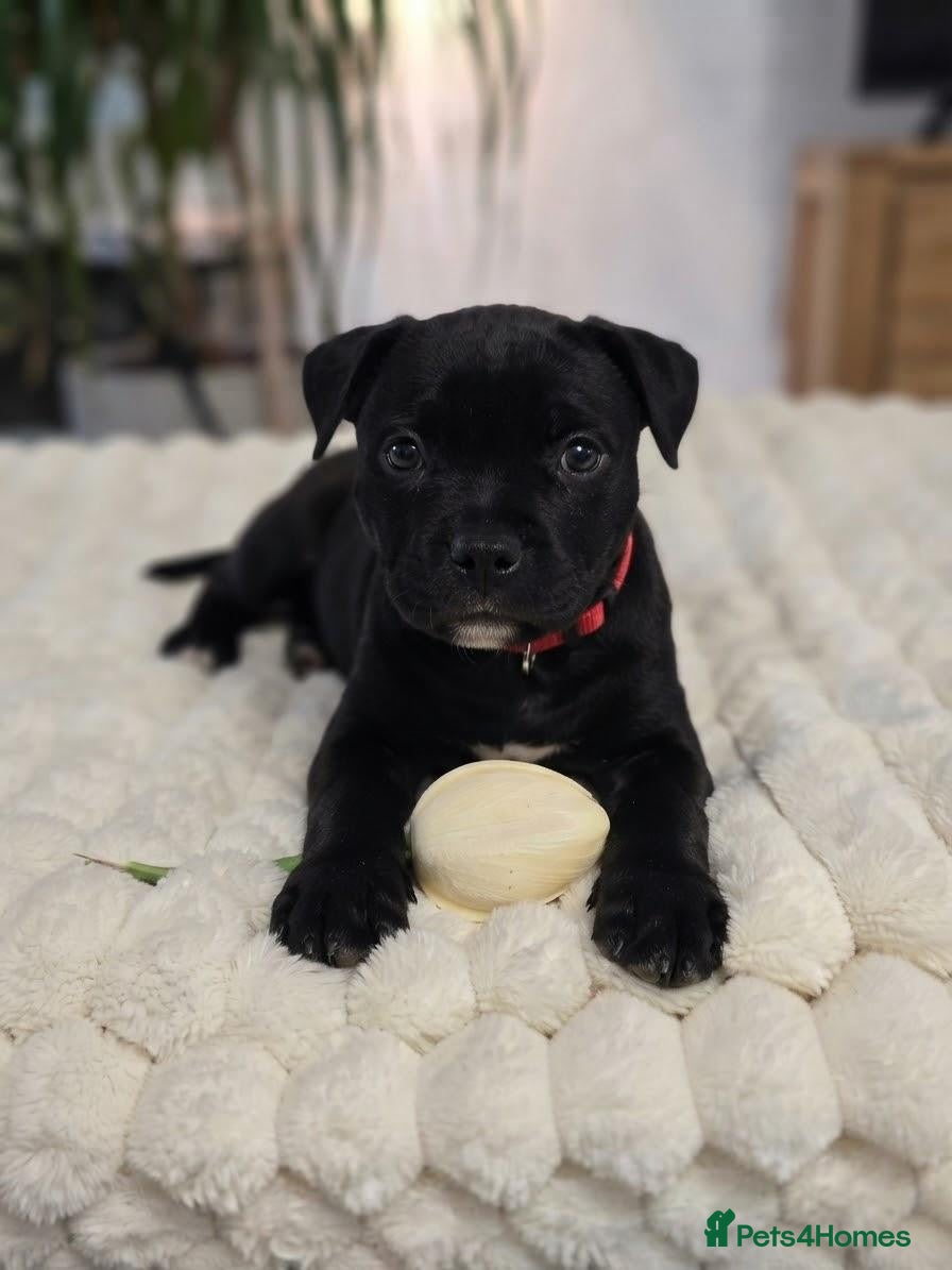 Staffordshire Bull Terrier dogs KC Reg Staffy -Valglo Bloodline (2 Girls left) - Advert 2