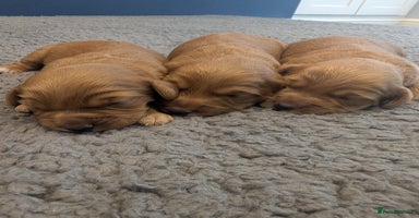 Cockapoo dogs - Advert 15