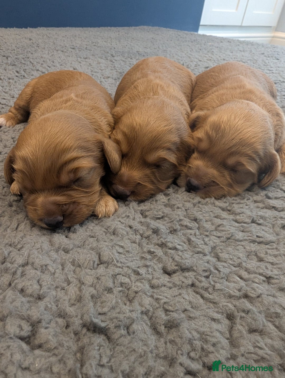 Cockapoo dogs for sale: Red Miniature Cockapoos - Image 2