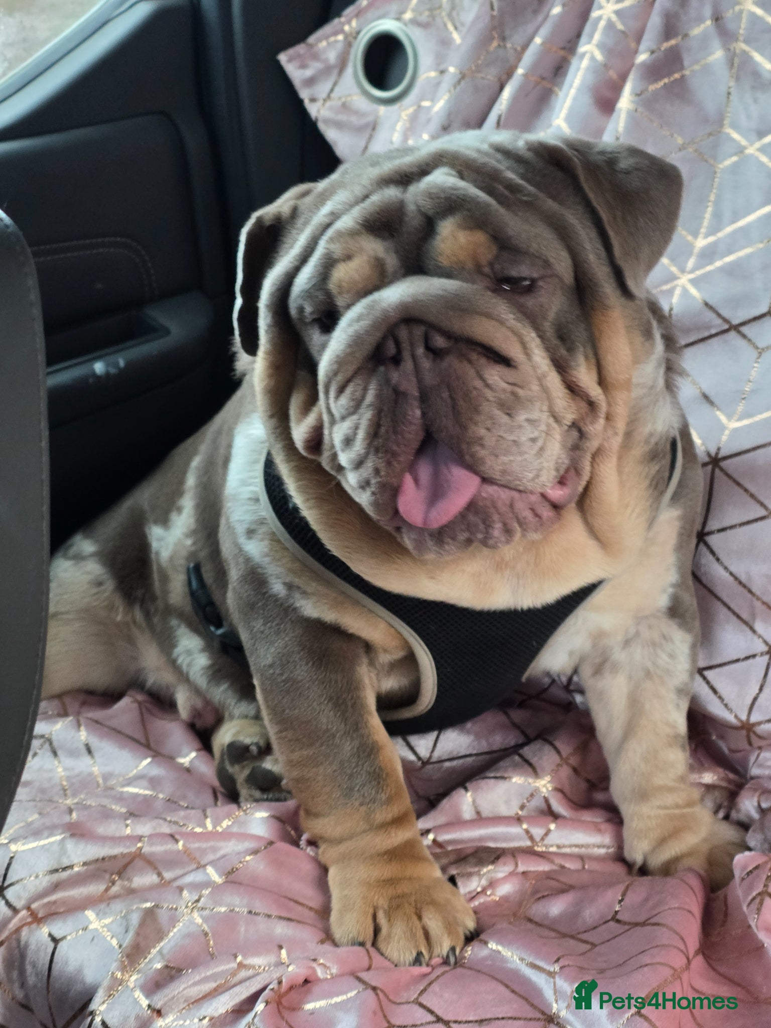 English Bulldog dogs british bulldog pups - Advert 2