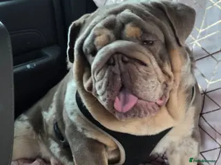 English Bulldog dogs british bulldog pups - Advert 2