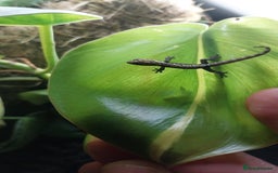 Gecko reptiles for sale: Mourning Gecko hatchlings. - Image 1
