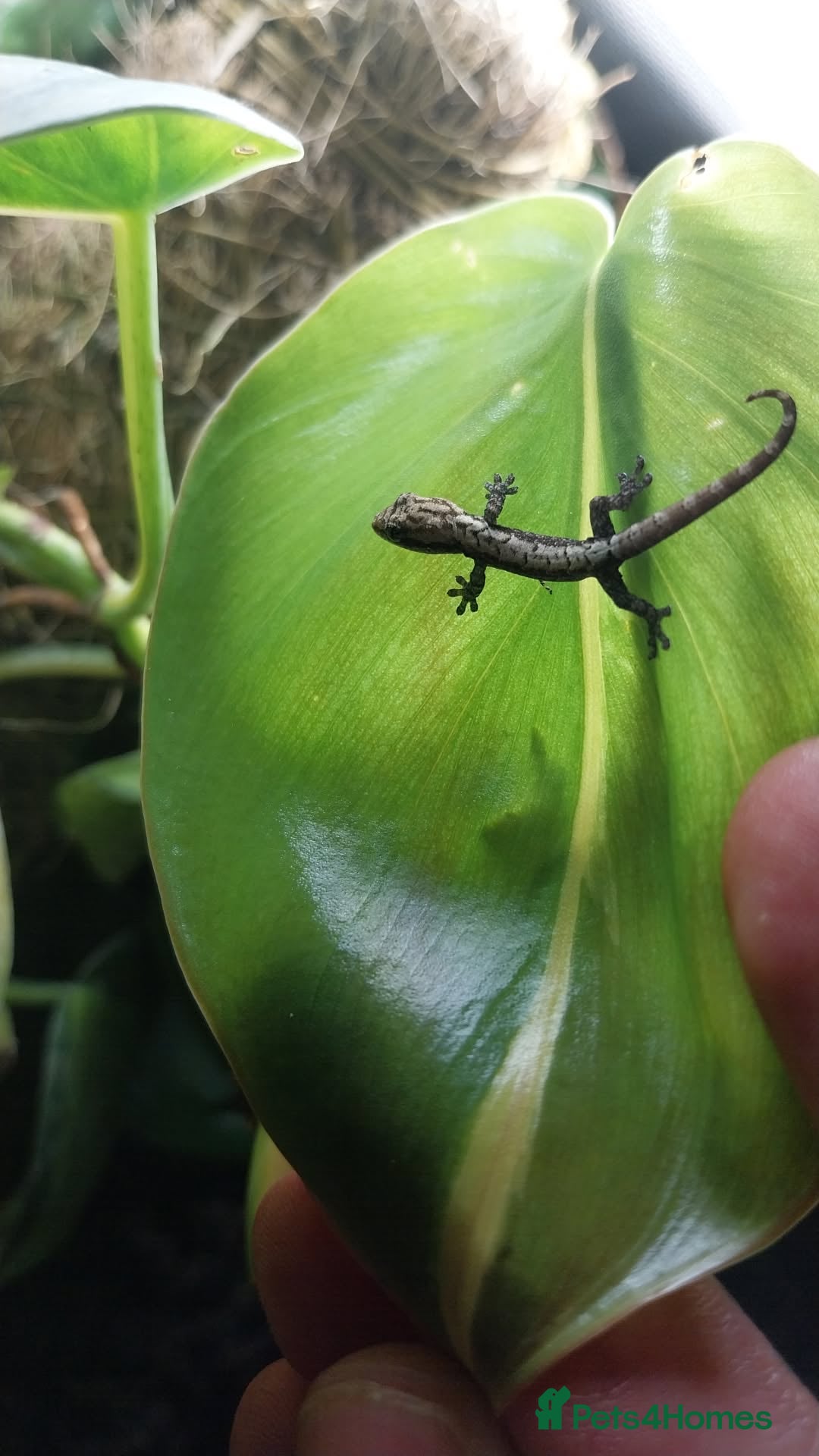Gecko reptiles for sale: Mourning Gecko hatchlings. - Image 1