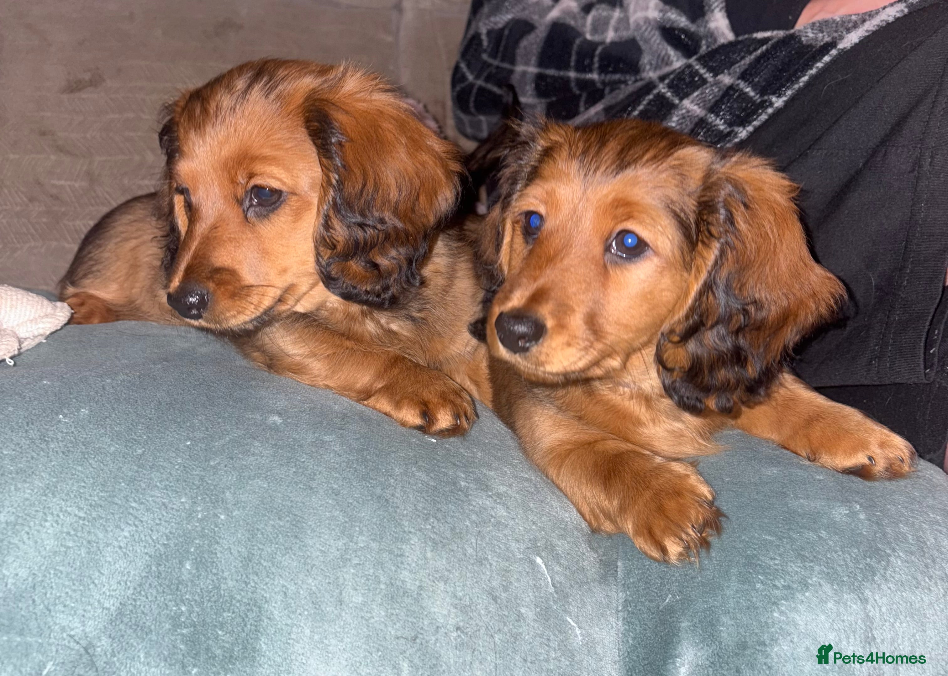 Dachshund dogs 2x Red dapple Dachshund puppies ready to go.. - Advert 10