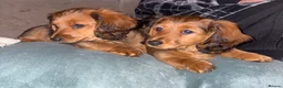 Dachshund dogs for sale: 2x Red dapple Dachshund puppies ready to go.. - Advert 1