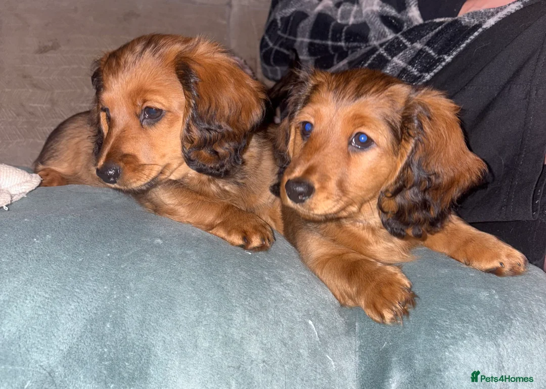 Dachshund dogs for sale: 2x Red dapple Dachshund puppies ready to go.. - Advert 1