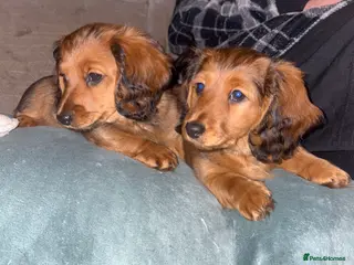 Dachshund dogs 2x Red dapple Dachshund puppies ready to go.. - Advert 18