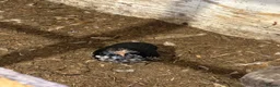 Mixed Breed poultry for sale: Laying hens  - Advert 11