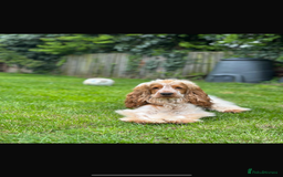 Cocker Spaniel dogs for sale: Cocker spaniel puppies  - Image 12