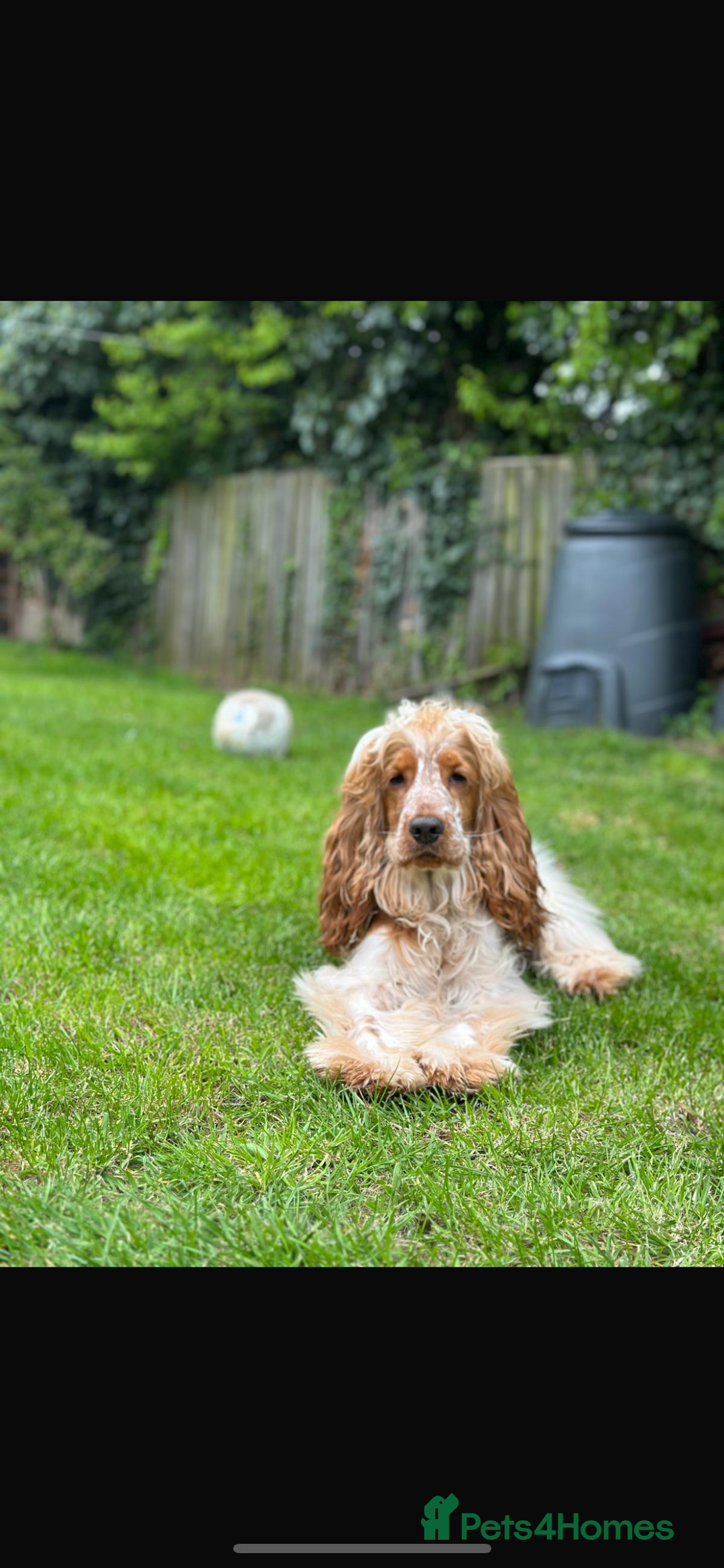 Cocker Spaniel dogs for sale: Cocker spaniel puppies  - Image 12