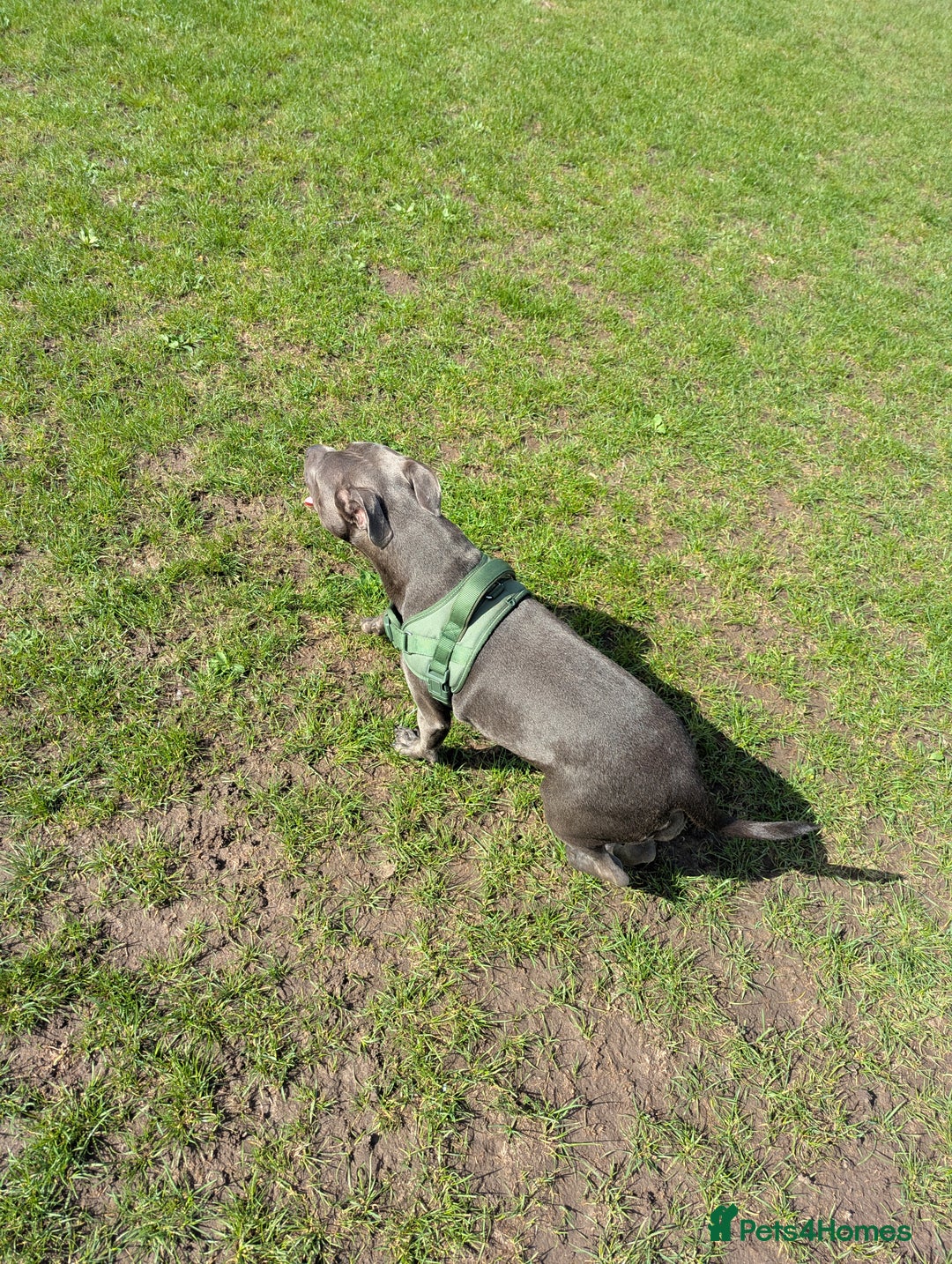 Staffordshire Bull Terrier dogs for sale: Blue female staff for sale  - Image 25