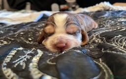 Cocker Spaniel dogs for sale: Kc registered show type cocker spaniel puppies - Image 3