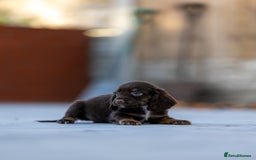 Cocker Spaniel dogs for sale: Cocker spaniel puppies  - Advert 16