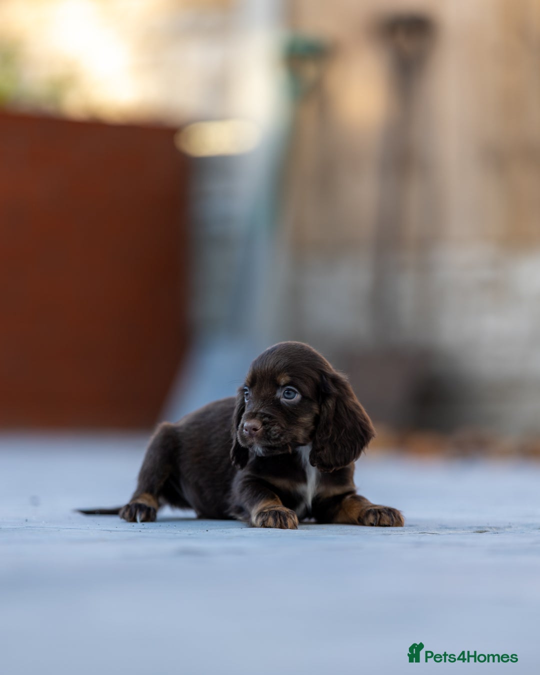 Cocker Spaniel dogs for sale: Cocker spaniel puppies  - Advert 16
