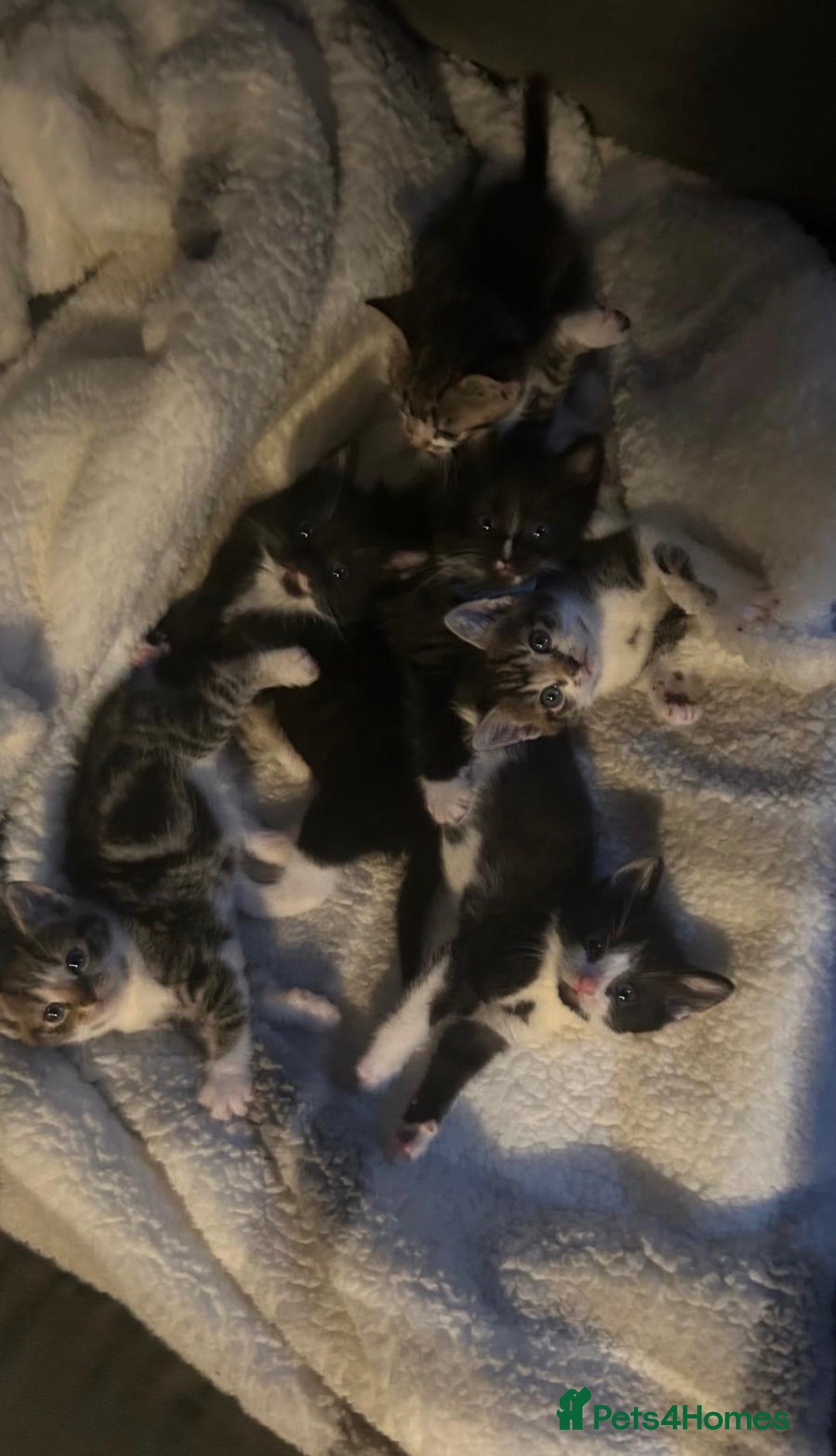British Shorthair cats for sale: 5 Beatiful kittens - Advert 6
