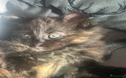 Mixed Breed cats for sale: Long haired female tortishell  - Image 6