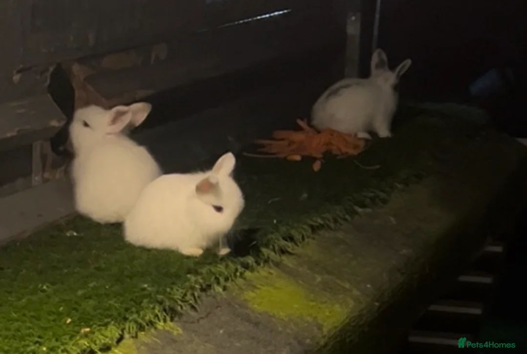 Mini Lion Lop rabbits for sale: Rabbit  - Advert 5