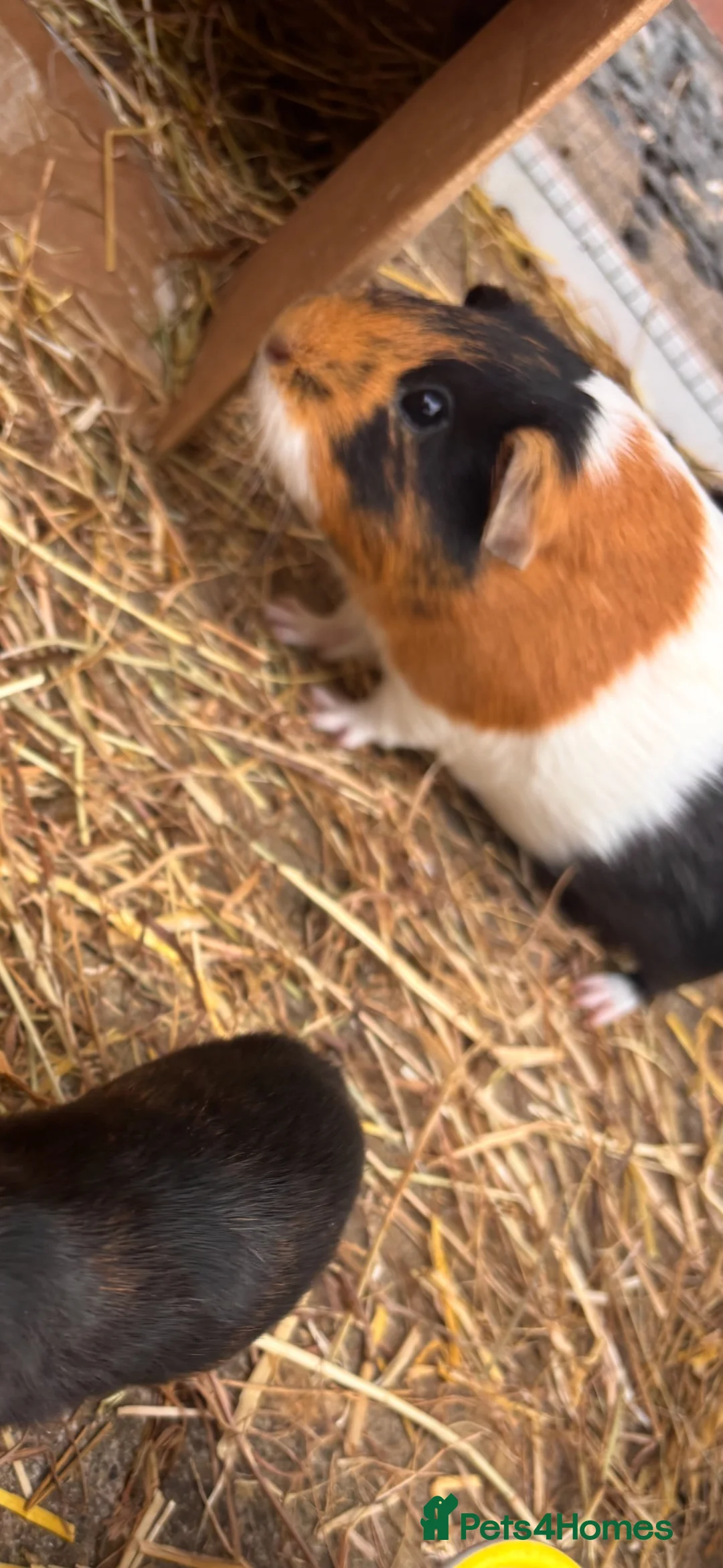 Guinea Pig rodents for sale: Mother & daughter guinea pigs  - Advert 2