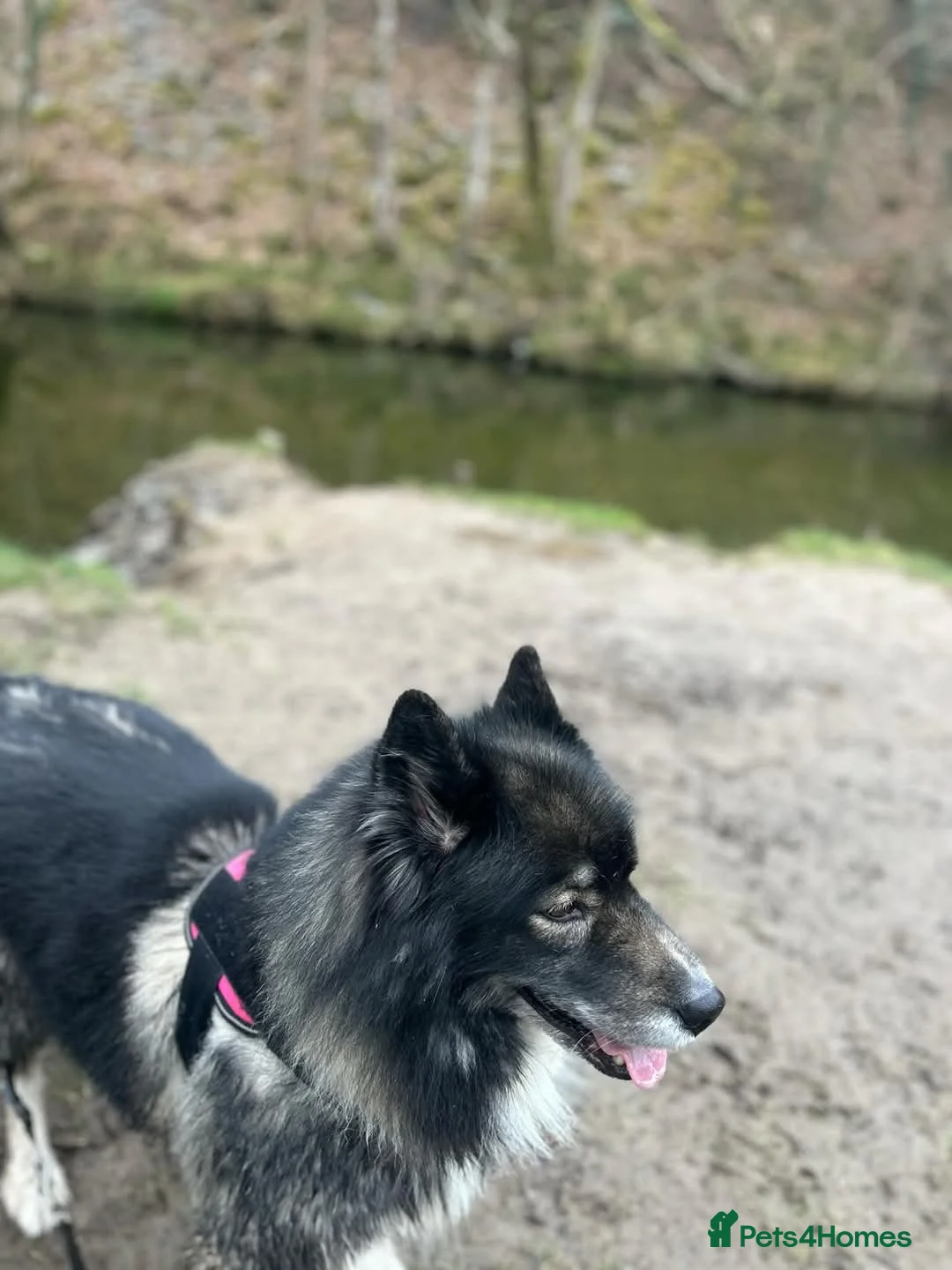 Siberian Husky dogs for sale: 8.5 year old Husky needs a new loving home - Advert 2