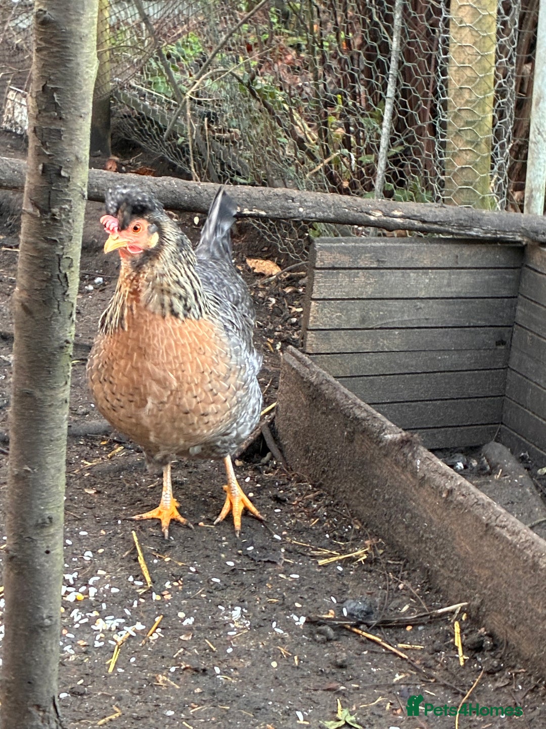 Chickens poultry for sale: 6 Chickens - Advert 6