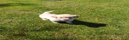 Golden Retriever dogs for sale: KC Registered Golden Retrievers- DNA Health Tested - Advert 3