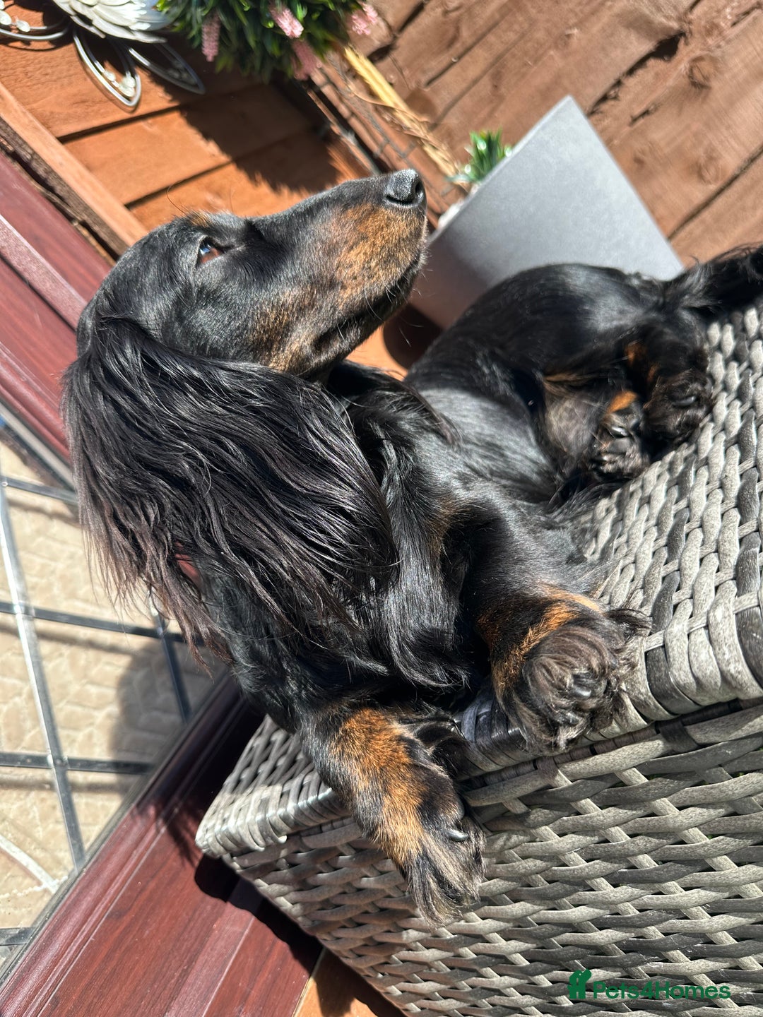 Miniature Dachshund dogs for stud: Black and Tan brindle - Miniature longhair STUD in Manchester - Advert 15