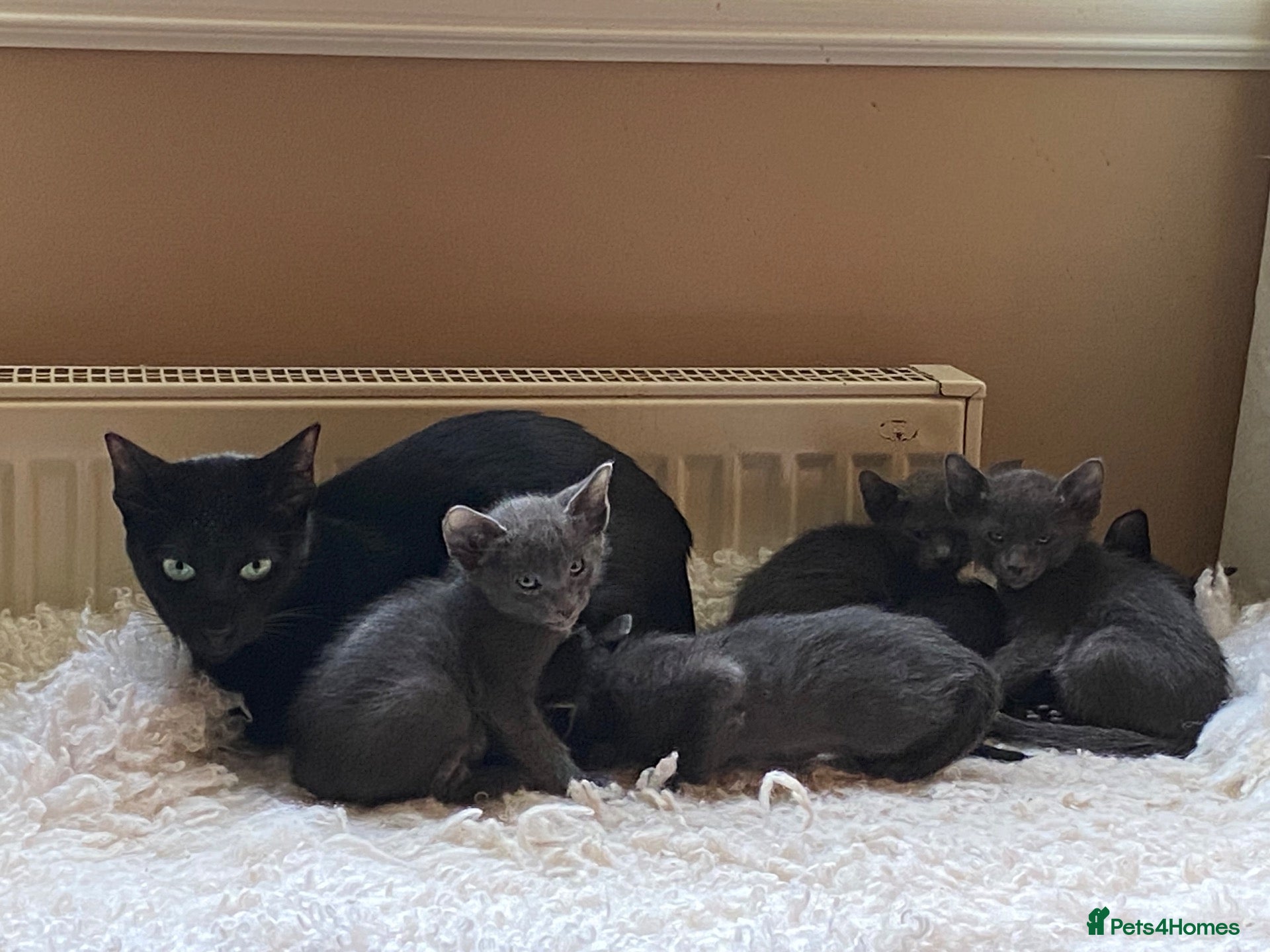 Suffolk cats for sale: Suffolk Blue Female Kittens - Advert 5