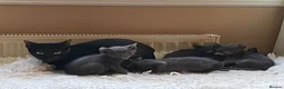 Suffolk cats for sale: Suffolk Blue Female Kittens - Advert 1