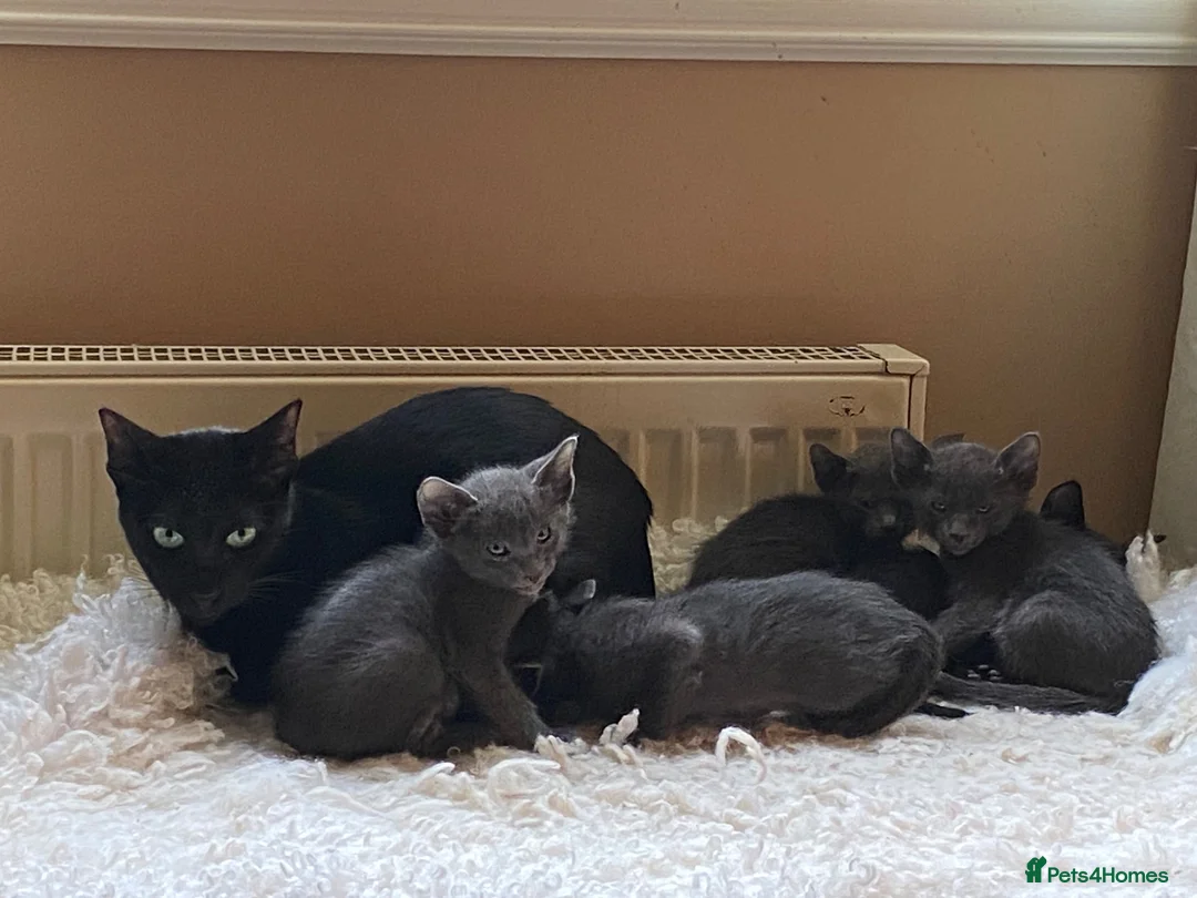 Suffolk cats for sale: Suffolk Blue Female Kittens - Advert 1