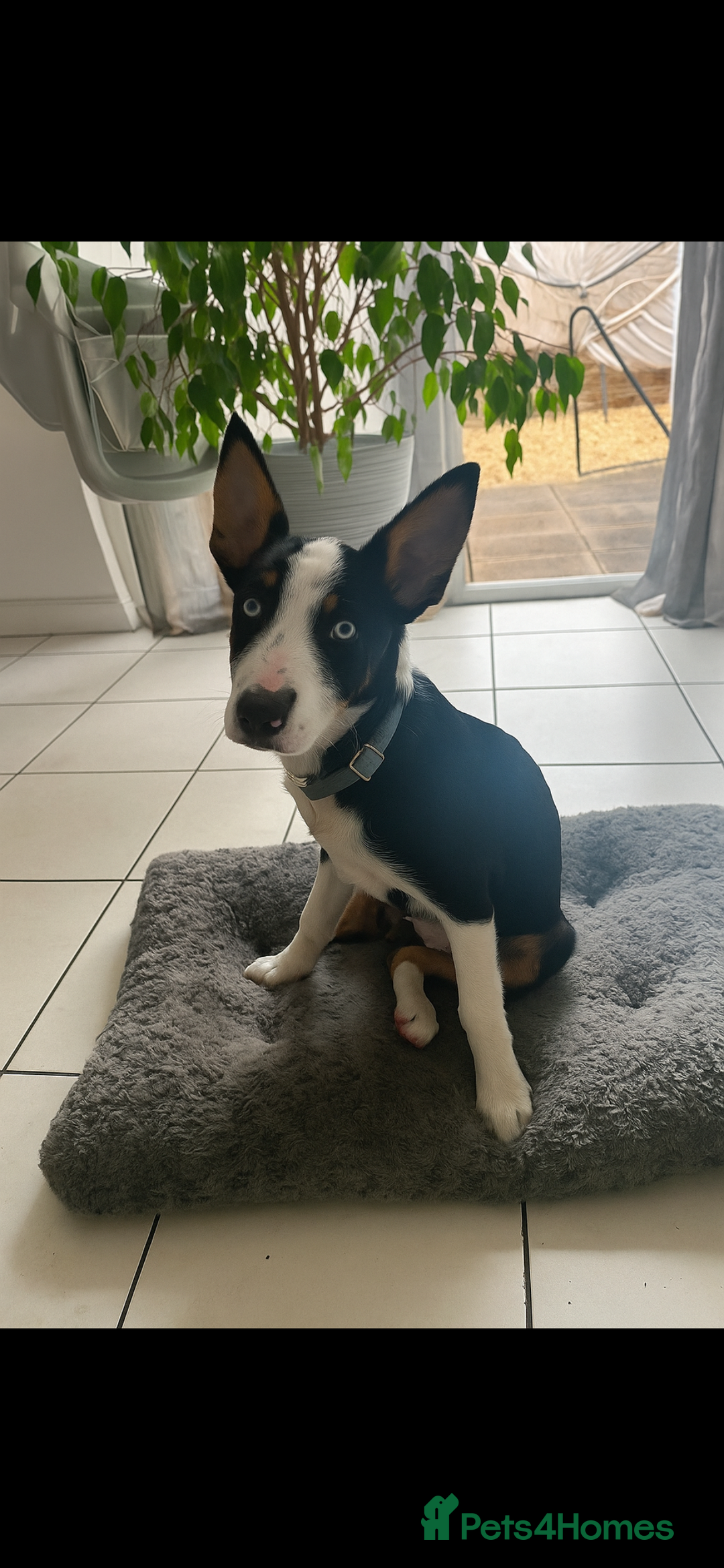 Border Collie dogs for sale: Ronnie  - Image 4