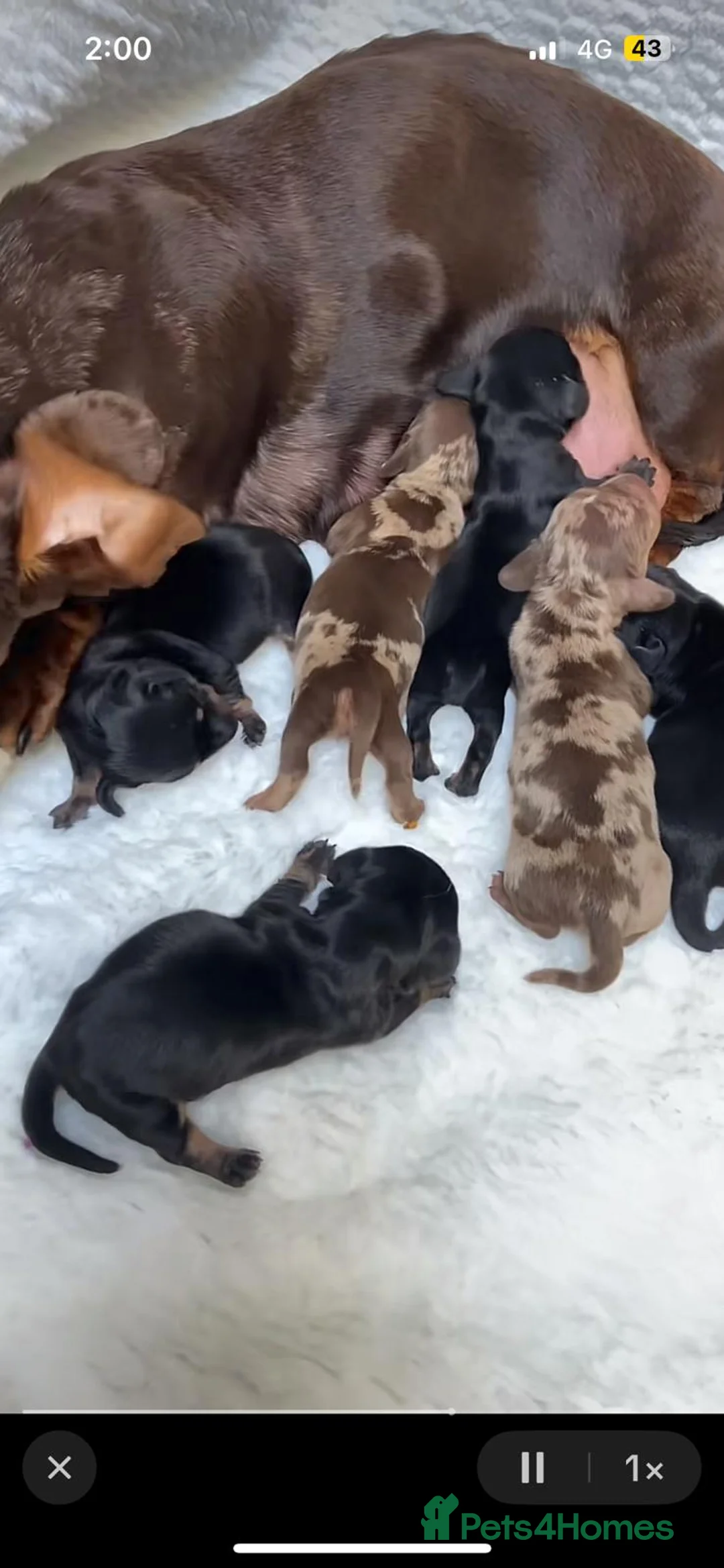 Miniature Dachshund dogs for sale: Beautiful miniature dachshund puppies - Advert 1