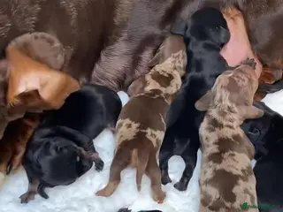 Miniature Dachshund dogs Beautiful miniature dachshund puppies - Advert 1