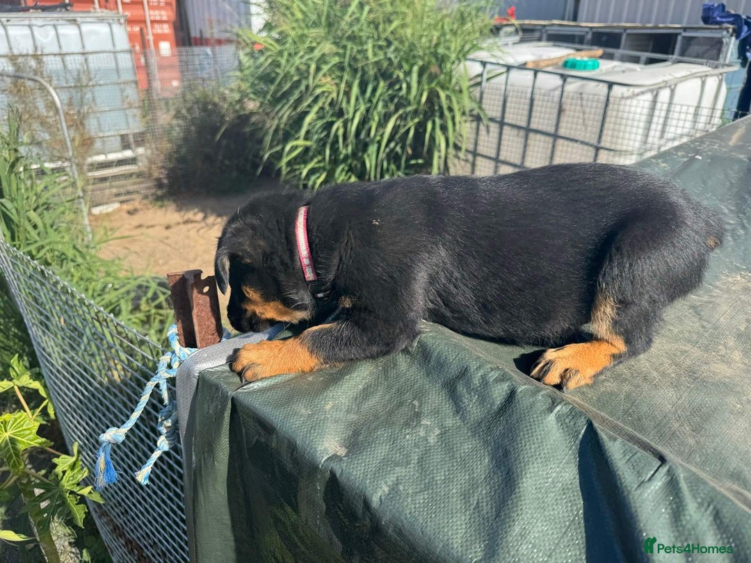 Australian Kelpie dogs for sale: Working Australian Kelpie Boys&Girls Pupps - Advert 3