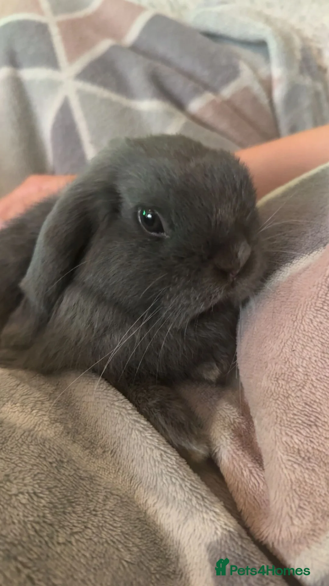 Mini Lop rabbits for sale: Mini Lop  in Milton Keynes - Advert 2