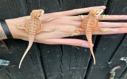 Bearded Dragon reptiles for sale: Various Bearded Dragon Morphs in Downham Market - Image 19