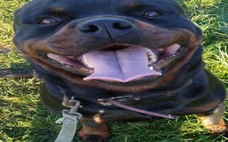 Rottweiler dogs for sale: Kc rottweiler puppies  - Image 12