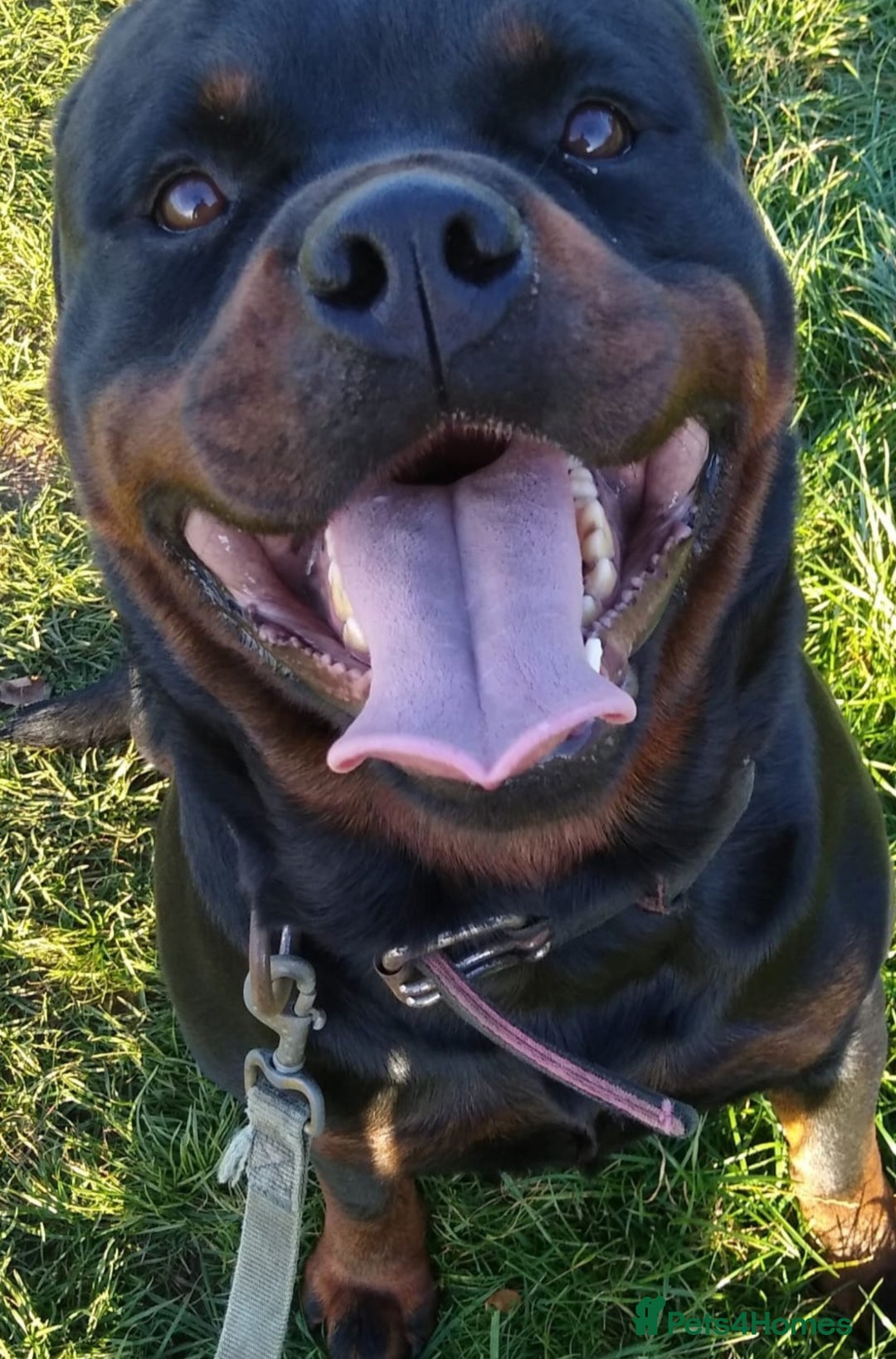 Rottweiler dogs for sale: Kc rottweiler puppies  - Image 12