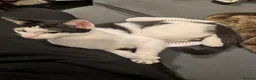 Mixed Breed cats for sale: Beautiful playfull kittens - Advert 1
