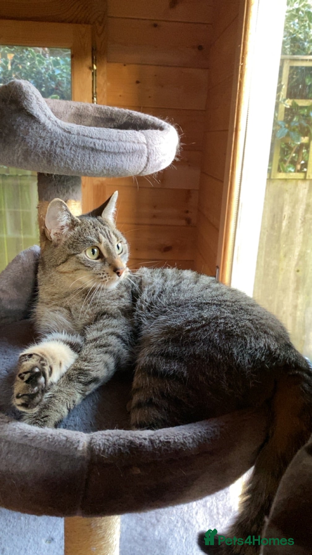 Mixed Breed cats Beautiful Grey Female Cat for Sale  - Advert 2
