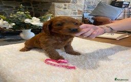 Irish Doodle dogs for sale: Stunning litter of mini Irish Doodles - Image 7