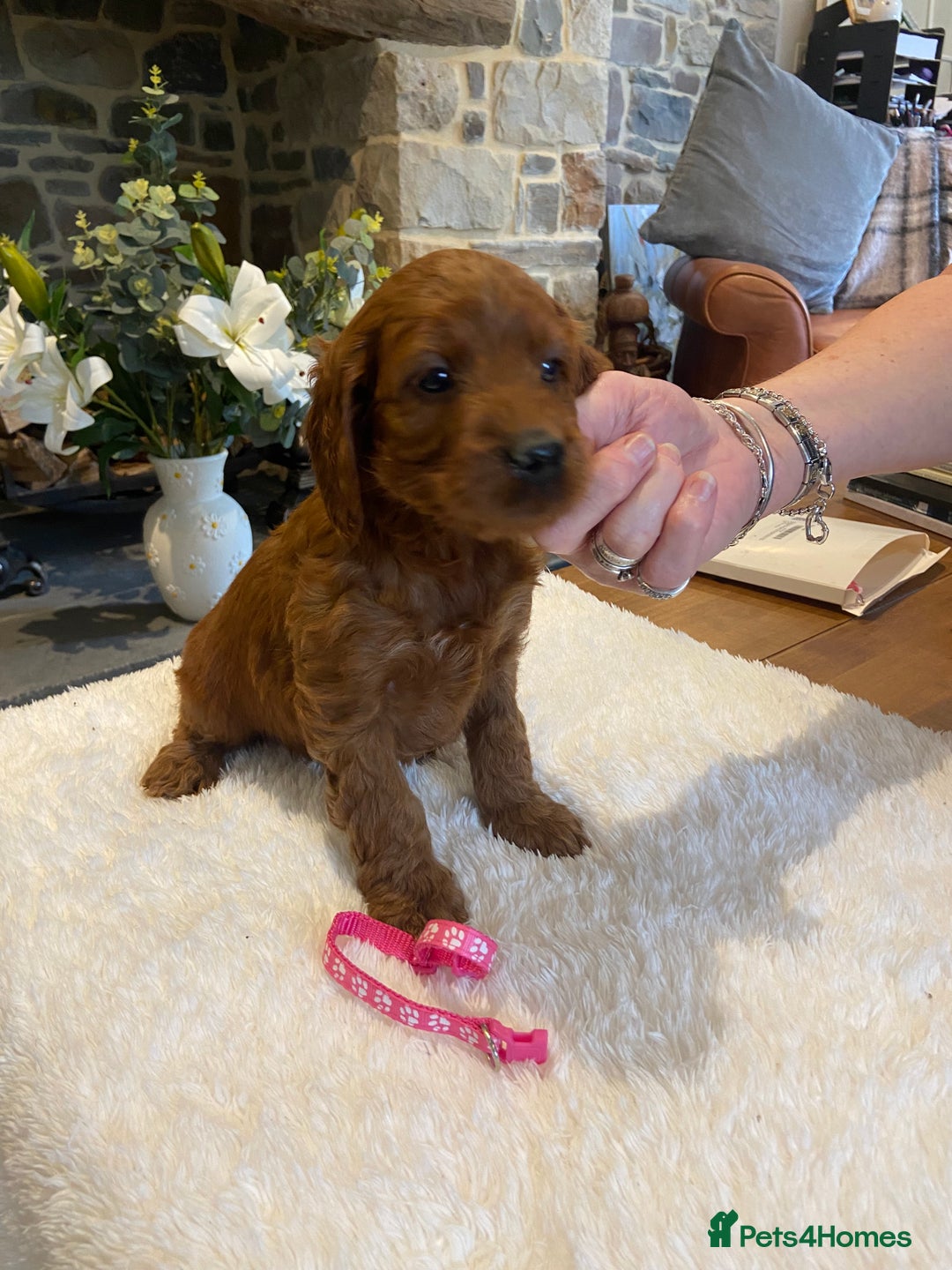 Irish Doodle dogs for sale: Stunning litter of mini Irish Doodles - Image 7