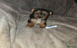 Yorkshire Terrier dogs for sale: Special offer!!! Gorgeous Yorkie puppies - Image 4