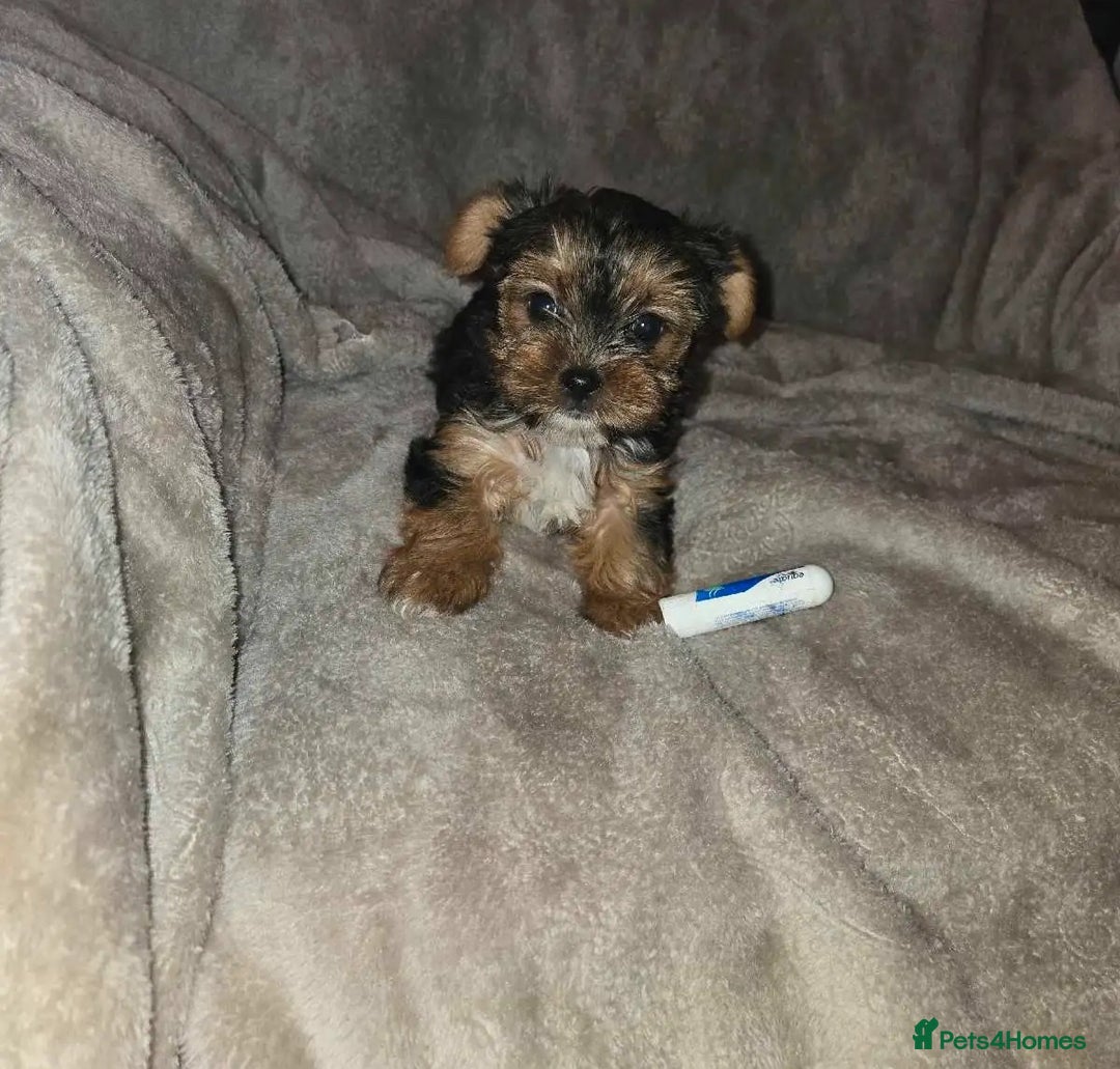 Yorkshire Terrier dogs for sale: Special offer!!! Gorgeous Yorkie puppies - Image 4