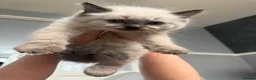 Ragdoll cats for sale: Beautiful pedigree ragdoll kittens  - Advert 22