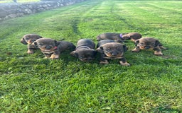 Dachshund dogs for sale: WHD - Wirehaired Dachshund (Teckle) Pups - Image 19