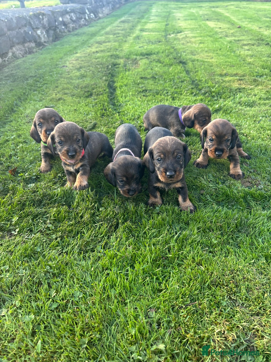 Dachshund dogs for sale: WHD - Wirehaired Dachshund (Teckle) Pups - Image 19
