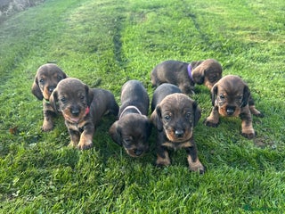 Dachshund dogs - Advert 26