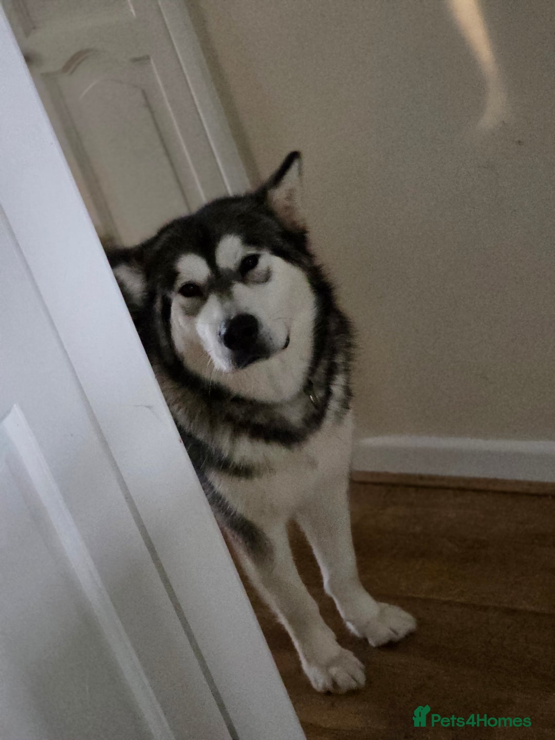 Alaskan Malamute dogs for sale: 9 week Old Alaskan Malamute Bitch - Advert 6